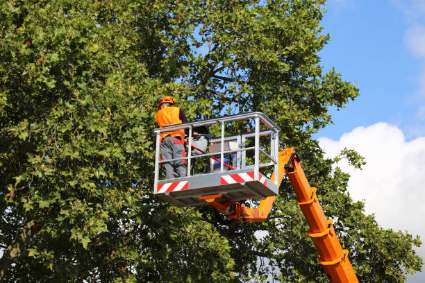 Best Emergency Tree Removal  in Stephens City, VA